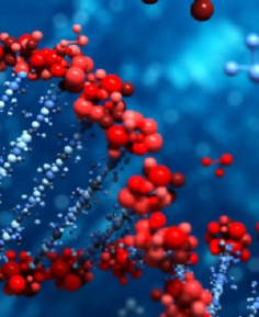 Генетика - 2025/2026